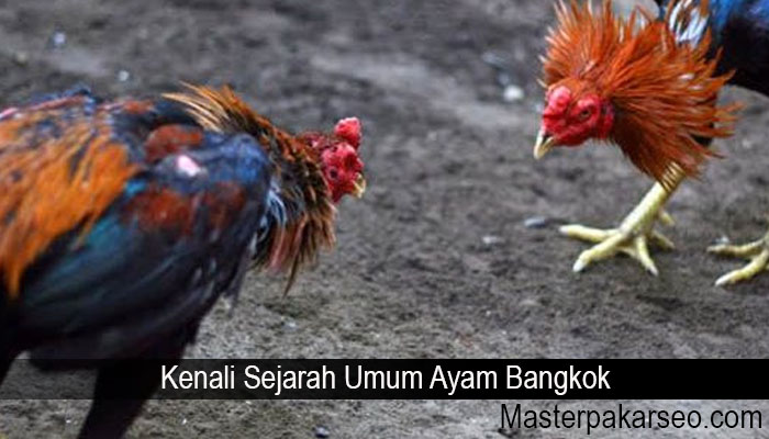 Kenali Sejarah Umum Ayam Bangkok