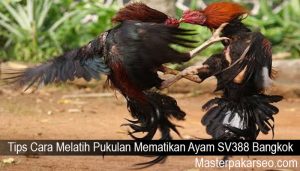 Tips Cara Melatih Pukulan Mematikan Ayam SV388 Bangkok
